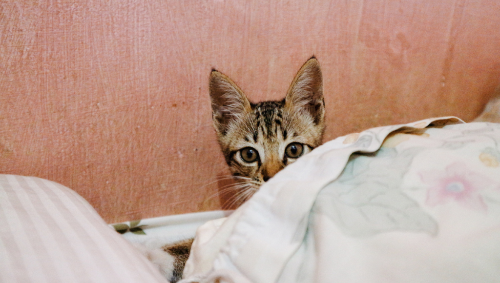 Can Cats Pop Air Mattresses