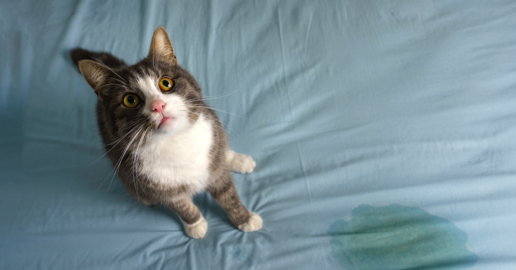 How to Get Cat Pee Out of Mattress?